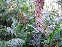 -石家庄市植物园