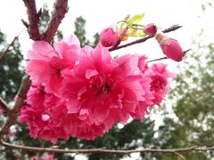 -天适樱花悠乐园