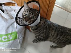 -关爱宠物医院·猫科中心·消化科(滨湖万达分院)