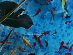 -泰洛雅海鲜火锅餐厅