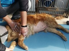 -芭比堂动物医院·犬猫全科·异宠专科(雁塔分院)