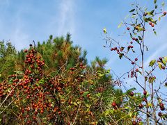 -紫海香堤香草艺术庄园
