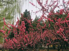 -元大都城垣遗址公园