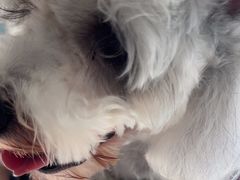 -佳雯宠物医院·皮肤科·内外科(春晓路分院)