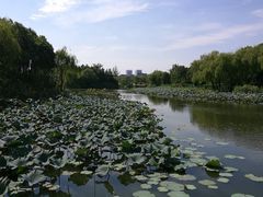 -新江湾城公园