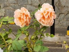 -北京植物园南门售票处