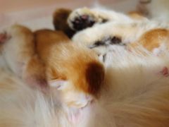 -70cat德文卷毛猫·缅因猫纯种猫舍