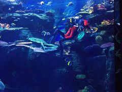 -暹罗海洋世界