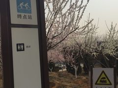 -永定河休闲森林公园