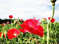 北纬44度·金珠花海景区-北纬44度·金珠花海休闲农业旅游景区