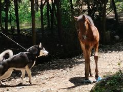 -铁山坪森林公园