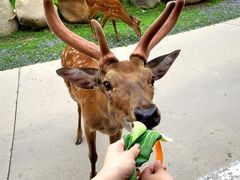 -北京野生动物园
