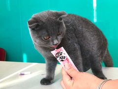 -乐琪宠物医院·犬猫专科·骨外科·急重症