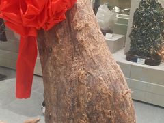 -北京中医药大学-中医药博物馆