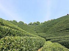 -龙坞茶村