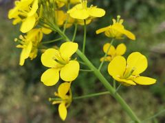 -西北湖绿化广场