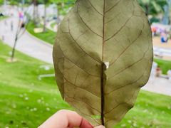 -白石龙音乐公园