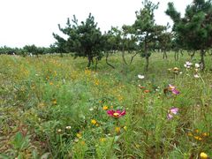 -青岛银沙滩