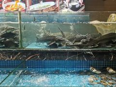 -饭怕鱼·黄焖鲟龙鱼(湖大店)