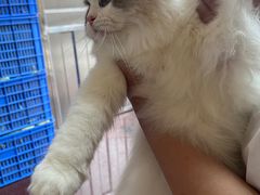 -宠颐生猫科·内科皮肤科(西平世纪城店)