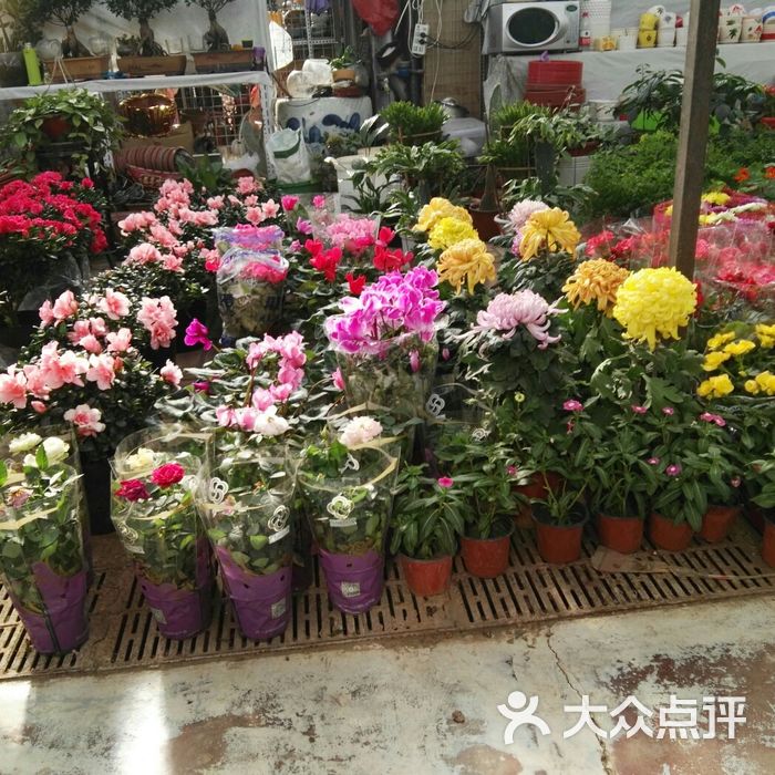 梨园头花卉