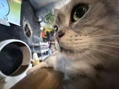 -猫猫幼稚园·撸猫·桌游·电玩