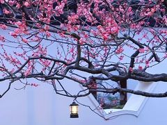 -梅花山(明孝陵内)