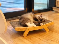 -momokira米努特·德文卷毛猫·棉花面纱犬