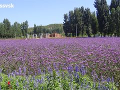 -紫海香堤香草艺术庄园