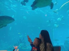 -海棠湾洲际-涛·海底餐厅·美人鱼·自助餐·海底隧道