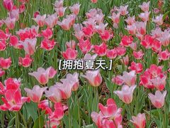-香蜜公园