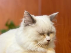 -楼上猫咖(罗湖店)