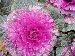 -西湖外事游船(花港观鱼码头)