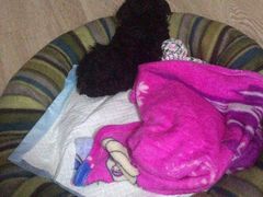 -翊宠yipet猫狗购宠庄园犬舍•猫舍