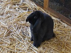 -费瑟代尔野生动物园