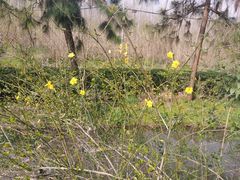 -合肥滨湖国家森林公园