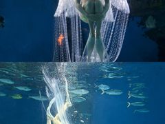 -海合安武汉极地海洋公园