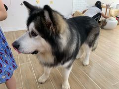 -李小姐の猫咖啡馆(五角场店)