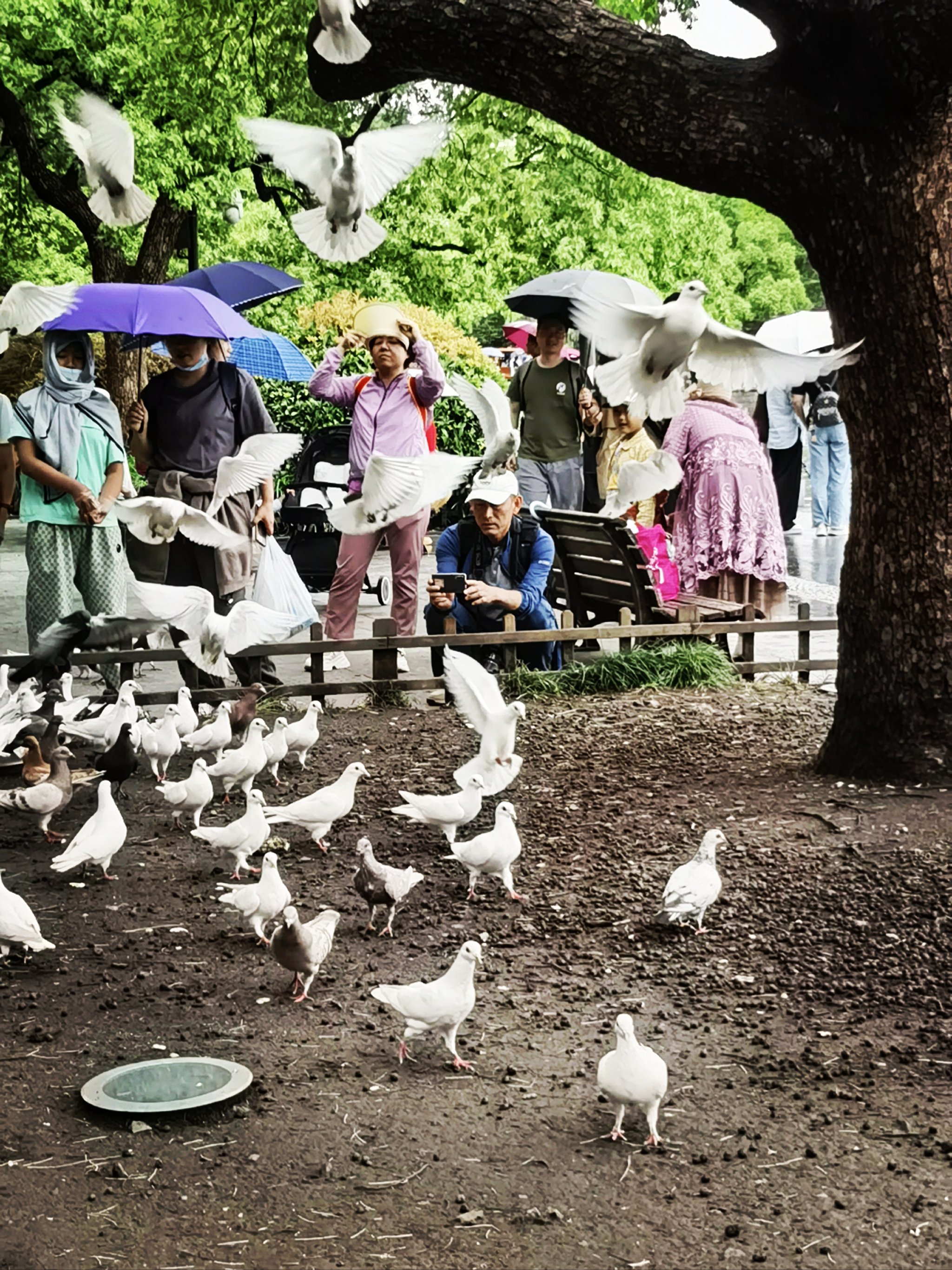 🌟杭州西湖景区