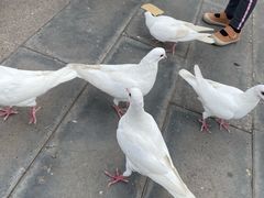 -天津妈祖文化园