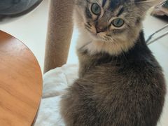 -共舞时光猫咖·狗咖(新街口店)