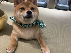 -逗柴咖啡屋·狗咖猫咖宠物桌游