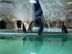 -北戴河圣蓝海洋公园