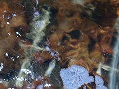 -聚盛源蒸汽海鲜火锅烤肉自助(巨川金海岸购物广场店)