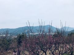 -香雪海