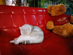 -咖法森林·咖啡  酒吧(天河店)