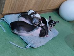 -藦茜花园宠物主题亲子互动体验馆(国顺东路店)
