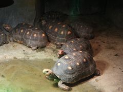 -西安秦岭野生动物园