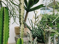 -自由生长植物工作室(深港花卉中心店)