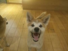 -喜柴咖啡·柴犬狗咖